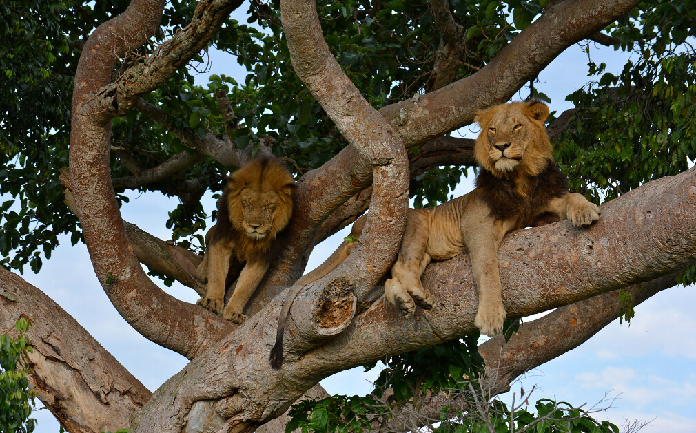 Queen Elizabeth National Park